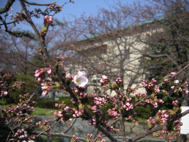 ヤット桜の花が我が町にも、_e0023183_18173841.jpg