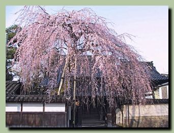 慶恩寺のしだれ桜_f0079990_8531594.jpg