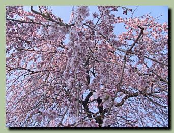 慶恩寺のしだれ桜_f0079990_8532278.jpg