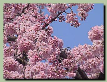 慶恩寺のしだれ桜_f0079990_8533035.jpg