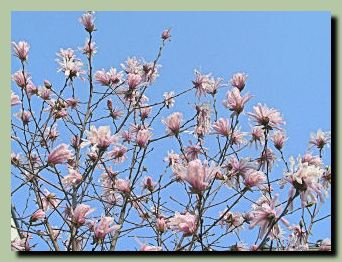 慶恩寺のしだれ桜_f0079990_8533816.jpg