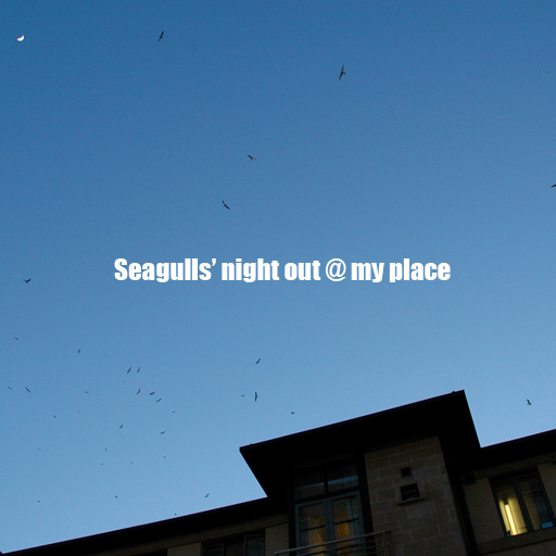 all locusts in my domitory should be eaten by seagulls!_a0065194_20313236.jpg