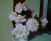 a0036897_23515865.jpg