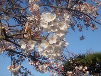 e0049409_18273437.jpg