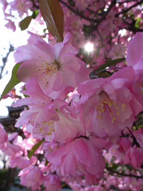 晴れの日だから ～桜2006 Vol.16～_c0071611_8284884.jpg