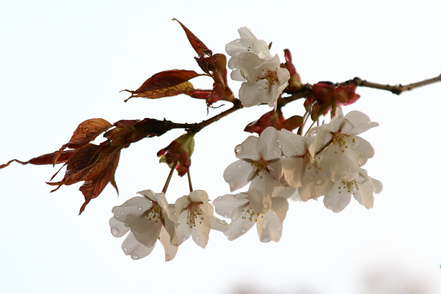 雨の京都、桜を楽しむ_f0101213_22341349.jpg