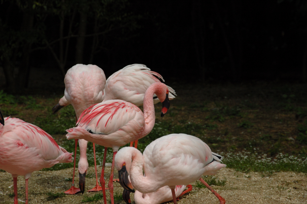 ～　動物園（鳥）　～_f0057318_238964.jpg