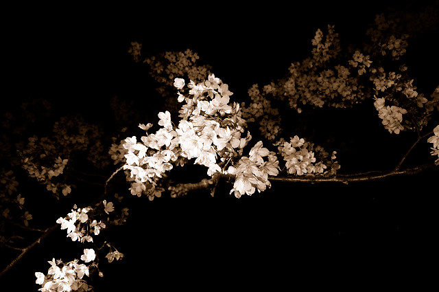 夜桜_f0063823_23533236.jpg