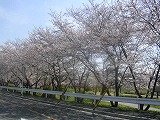 桜も満開！　新学期スタート！_f0084232_0465450.jpg