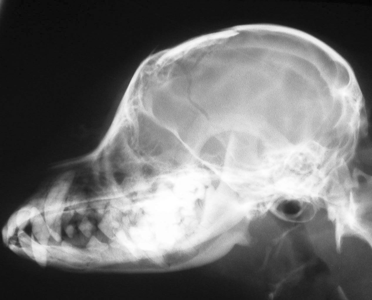 Skull Fracture Brain Contusion 頭蓋骨骨折 脳挫傷 獣医神経疾患画像集