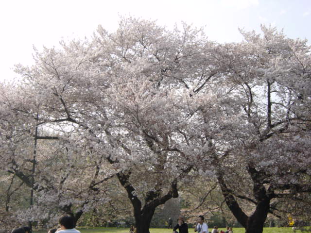やっとのお花見~♪♪_c0043737_1635323.jpg