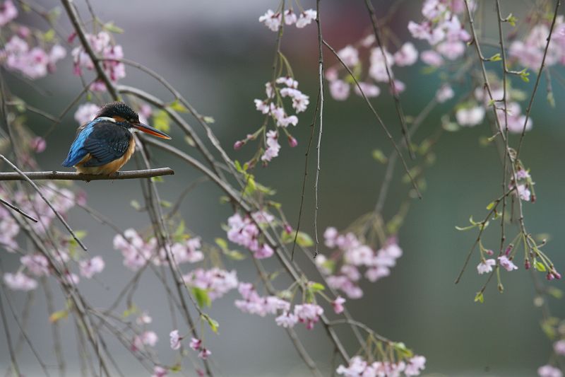 枝垂桜～☆_f0103860_21184442.jpg