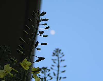a0020763_22452351.jpg