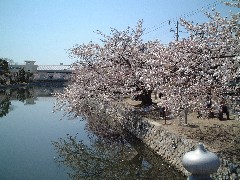 水路の風景・・・九華公園の桜_d0063263_19215212.jpg
