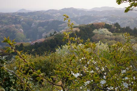 06年版桜だより⑦（六国見山、山桜と夕陽の幻想の世界　4・7）_c0014967_8484912.jpg