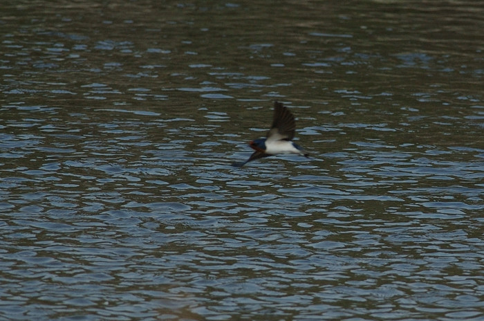 ツバメ_f0053272_2121181.jpg