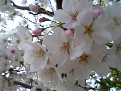 桜_e0095278_10495937.jpg