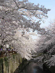 page d-27   　　花を魅る_a0028990_1312148.jpg