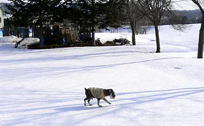 雪融けもすすんでいます。_b0068793_10131769.jpg