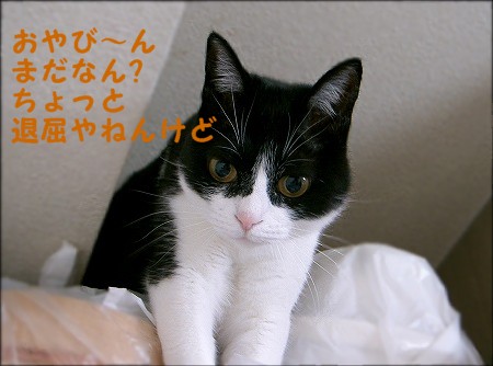 冷蔵庫の上の猫_d0005397_2542261.jpg