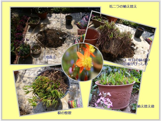 畑の花_c0051105_0264213.jpg