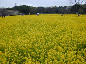 お花見＠浜離宮_a0002707_0372929.jpg