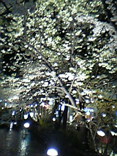 夜桜_e0033314_2141182.jpg