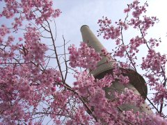 桜の通り抜け_e0080315_22252762.jpg