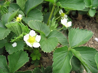 赤い花、白い花一斉に咲き始める　　えんどう・いちご_d0029822_22195062.jpg