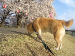 満開の桜の木の下には_b0042524_930769.jpg