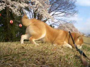 満開の桜の木の下には_b0042524_931721.jpg