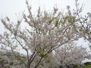 春休み最終日、花見。_e0050324_15201411.jpg