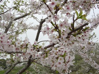 春休み最終日、花見。_e0050324_15202688.jpg