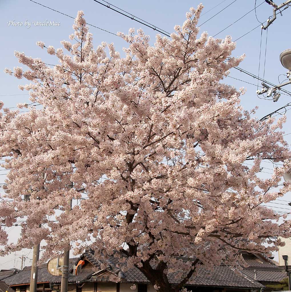 桜開花状況　その6_e0028625_10125979.jpg