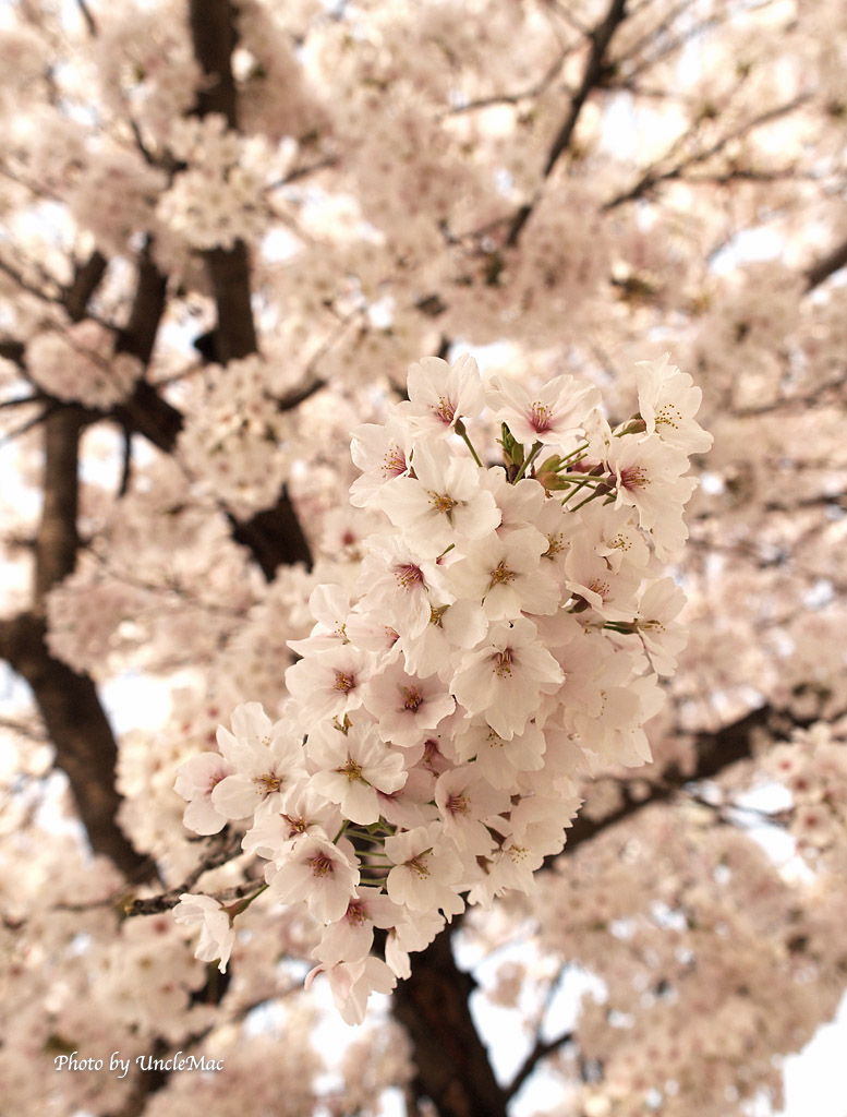 桜開花状況　その6_e0028625_10131257.jpg