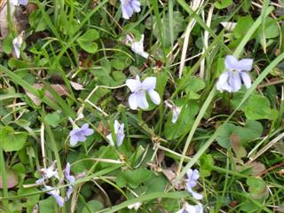 野の花に魅せられて~多摩森林科学園_c0039428_12185343.jpg