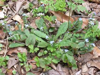 野の花に魅せられて~多摩森林科学園_c0039428_12274160.jpg