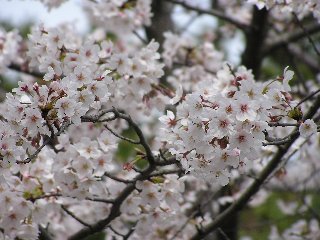 桜の花をみられる回数って..._b0016836_2322528.jpg