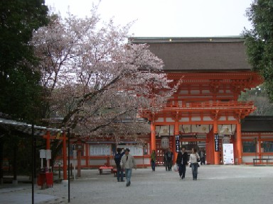 京都の桜：昼編_d0032536_20112172.jpg