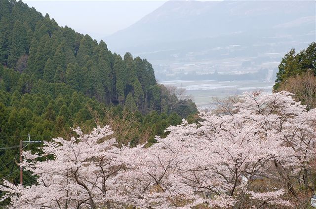 桜、そしてハルリンドウを見る_e0056537_22353352.jpg