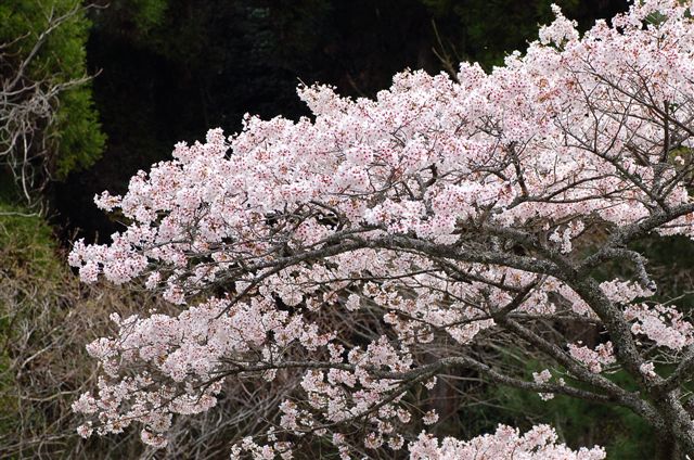 桜、そしてハルリンドウを見る_e0056537_22371777.jpg