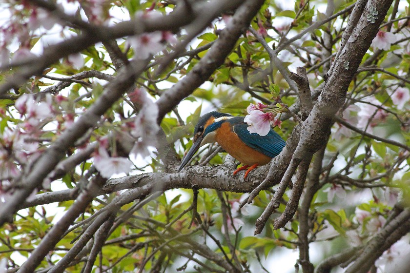 桜カワセミ_c0075539_1925513.jpg