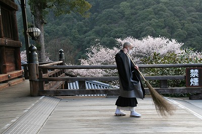 長谷寺の桜_d0052340_1482339.jpg