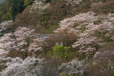 長谷寺の桜_d0052340_1483559.jpg