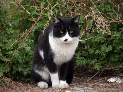 空き地の野良猫・その一_b0039345_17333469.jpg