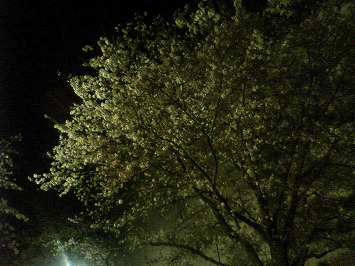 ライトアップな夜桜♪_e0037849_20483544.jpg