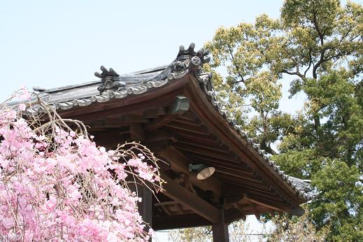 桜だより～功山寺～_e0031550_2323646.jpg