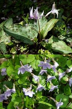 牧野記念庭園　　牧野博士の「我が植物園」_f0012154_20272148.jpg