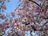 枝垂れ桜_f0017559_11201818.jpg