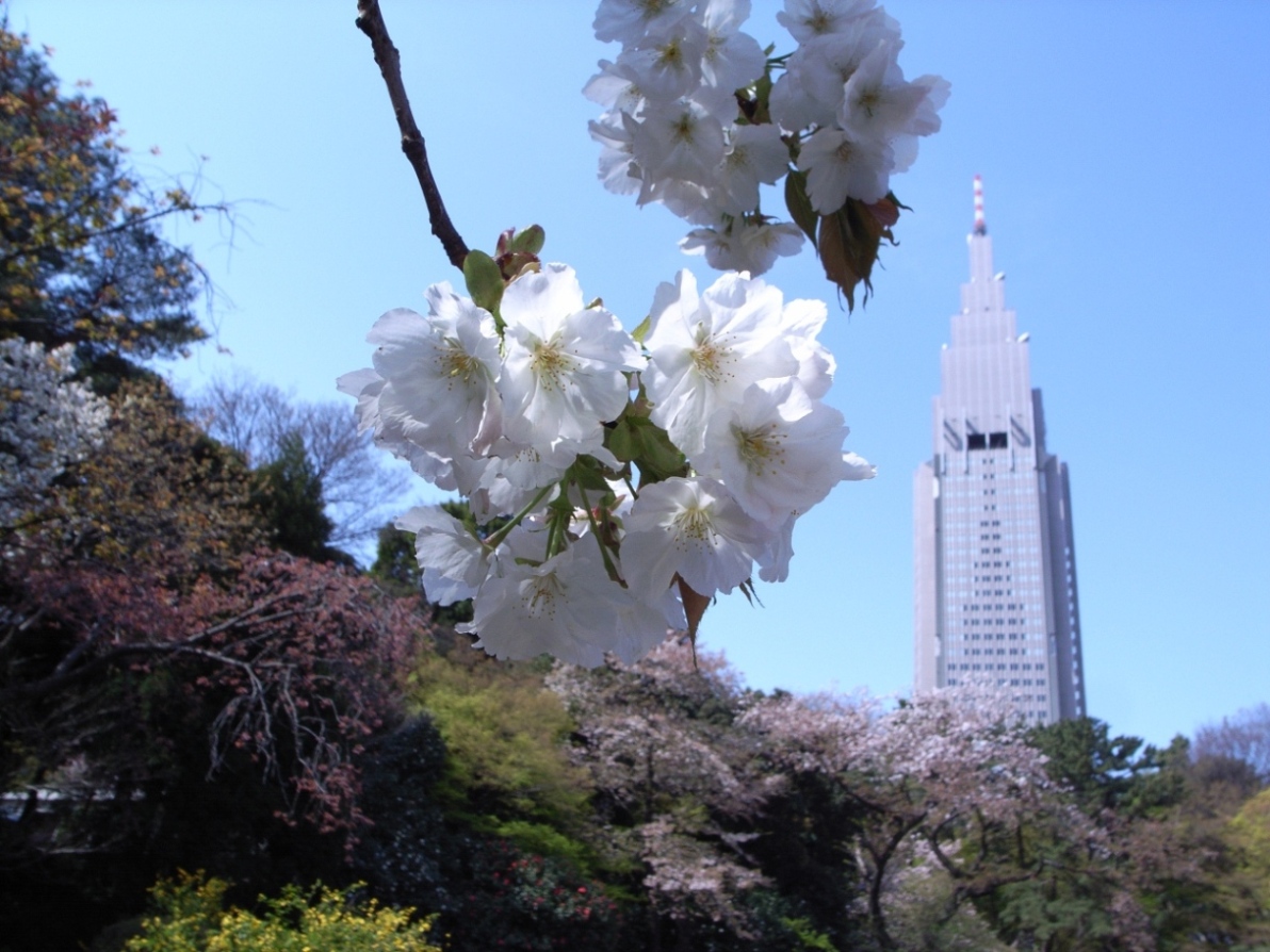 As Of 2006 Apr 9 新宿御苑_e0094970_152493.jpg